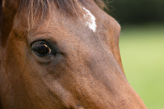 Brown Horse's Face with White Star Marking Close-Up - Powered by Adobe