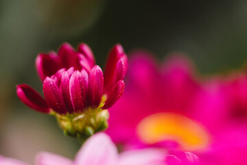 Close Up Bright Pink Gerbera Daisy