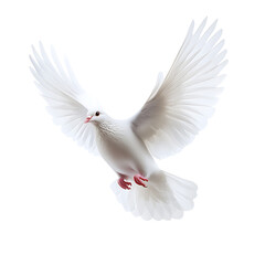 Obraz premium White Dove in Flight: A majestic white dove soars gracefully, its wings outstretched in a symbol of peace and hope.