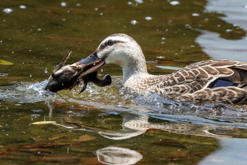他人の子ガモには容赦のないカモ