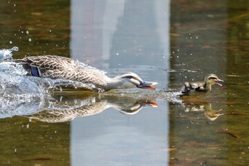 他人の子ガモには容赦のないカモ