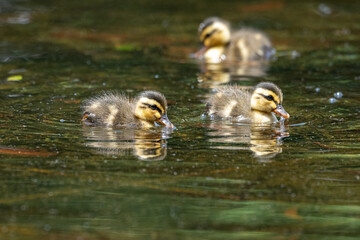 新緑の公園の池で泳ぐ子ガモの兄弟