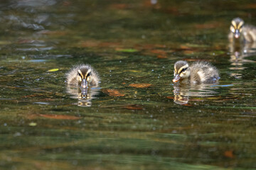 新緑の公園の池で泳ぐ子ガモ