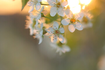 fiori di prugnolo in primavera al tramonto