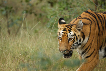 Bold and beautiful tiger coming out from the bushes at bandipur national park, karnataka, india. 