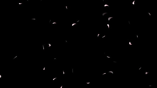 cherry blossom animated background with transparent background, Cherry blossom petal falling with alpha channel.
 sakura flowers with petal on white background. Cherry blossom petals dance in wind.
