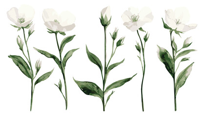 Elegant White Flowers Vector Illustration