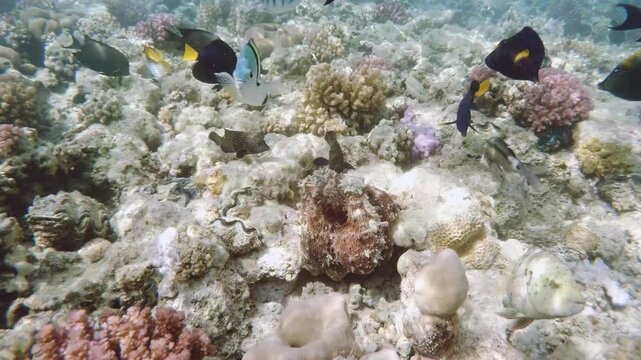 Reef octopus (Octopus cyanea) known as the big blue octopus swims in red sea on coral garden. Cyanea can change camouflage colour, patterns and texture of its skin. Marsa Alam Egypt