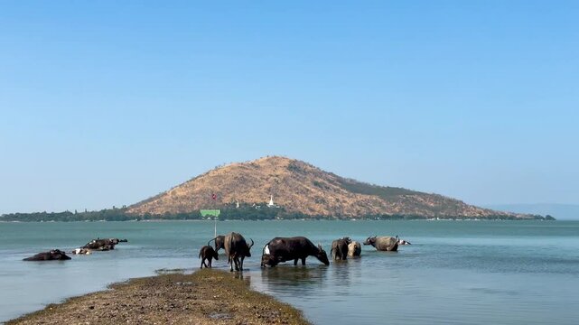 Buffaloes Crossing River in Lopburi