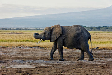 African bush elephant or tusker during mock charge at amboseli national park, kenya. Beautiful...