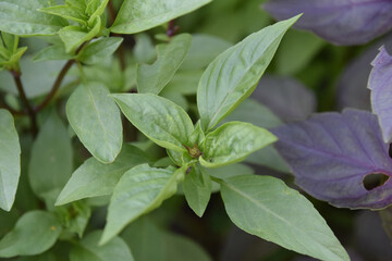 Herb Garden with Fresh Lemon Basil Growing