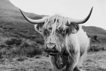 Highland Cow