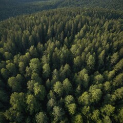 Write about the use of drones in mapping and monitoring forests.