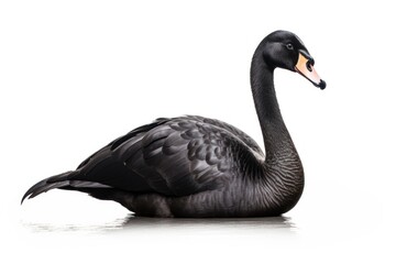 Obraz premium Black swan animal goose bird.