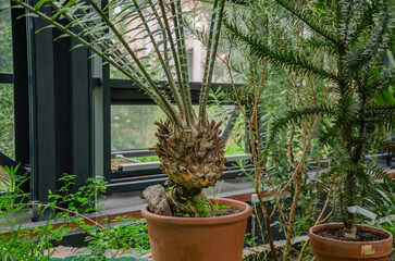 tropical greenhouse potted plants Cycas palm and Araucaria araucaria conifer