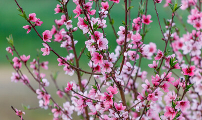 A tree with pink flowers is in a field