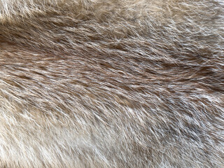 The fur of an animal is shown in a close up