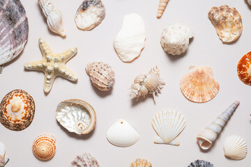 Summery background with sea shells collections.