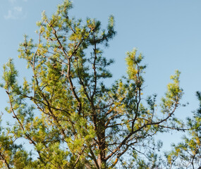 The upper part of a Korean pine with branches and cones, the top is sawn off. Background blue sky, low angle view.