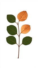 Naklejka premium Elegant Branch with Green and Brown Leaves Botanical Illustration