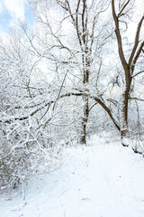 A forest covered with snow, winter landscape in the forest, snow-covered frozen trees, Russian winter, sunny winter day in the countryside