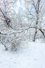 A forest covered with snow, winter landscape in the forest, snow-covered frozen trees, Russian winter, sunny winter day in the countryside