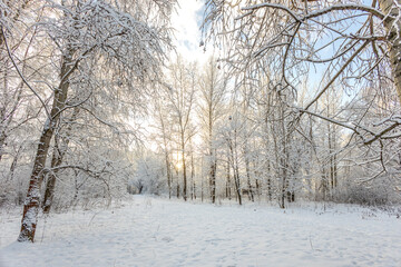 A forest covered with snow, winter landscape in the forest, snow-covered frozen trees, Russian winter, sunny winter day in the countryside