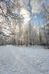 A forest covered with snow, winter landscape in the forest, snow-covered frozen trees, Russian winter, sunny winter day in the countryside
