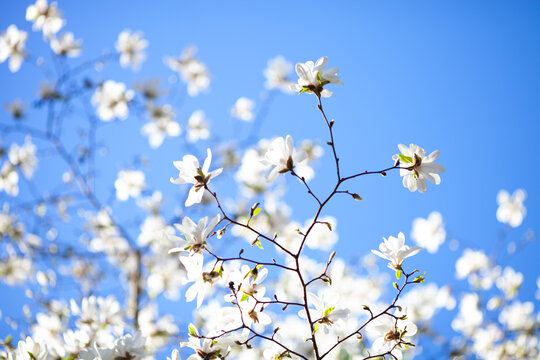 Branches of white magnolia with buds and first gentle leaves on blue sky bacckground. Springtime background. Hello spring concept. Selective soft focus.