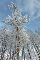 A forest covered with snow, winter landscape in the forest, snow-covered frozen trees, Russian winter, sunny winter day in the countryside