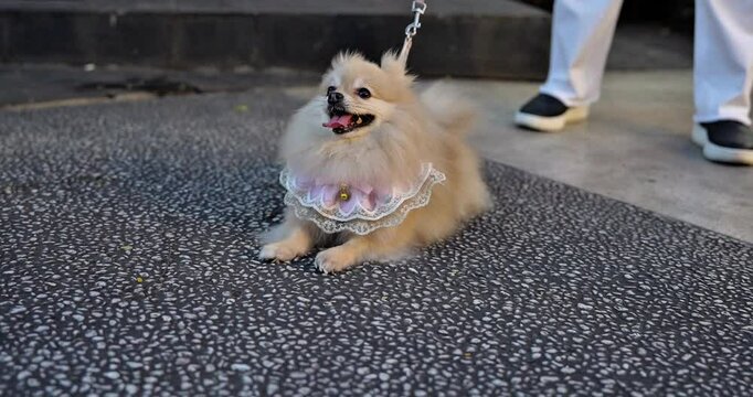 Pomeranian dog sitting on the street