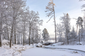 A forest covered with snow, winter landscape in the forest, snow-covered frozen trees, Russian winter, sunny winter day in the countryside