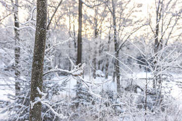 Fototapeta premium A forest covered with snow, winter landscape in the forest, snow-covered frozen trees, Russian winter, sunny winter day in the countryside