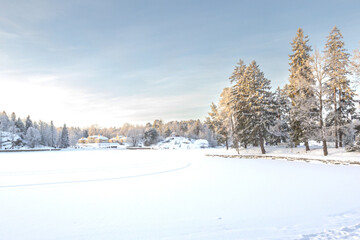 A forest covered with snow, winter landscape in the forest, snow-covered frozen trees, Russian winter, sunny winter day in the countryside