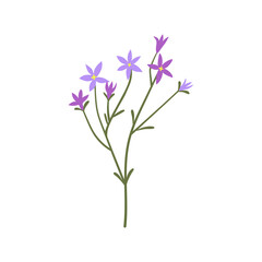 Naklejka premium Floral branch. Gentle flower, spreading bellflowers with simple tiny delicate blossoms. Wildflower, field meadow blooming plant. Botanical flat vector illustration isolated on white background
