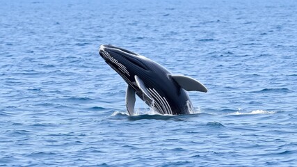 Obraz premium A humpback whale breaches in the open ocean, its tail slapping the surface as it breaks through the water's surface, breaching, wave, humpback whale