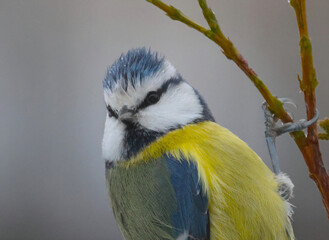 blue tiit on a branch