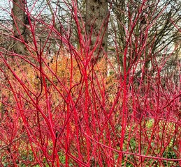 Cornus alba showing vivid red stems with no foliage in winter