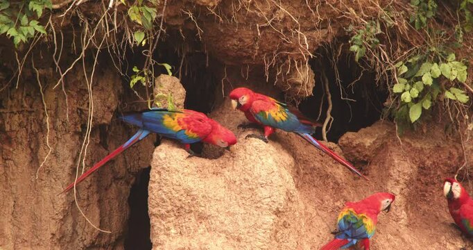 Close-up of scarlet macaws competing for space at Chuncho Clay Lick, their vivid colors glowing as they feed.