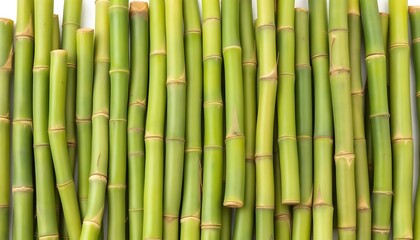 Fototapeta premium Vibrant Green Bamboo Stalks: A Serene Natural Texture