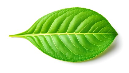 Obraz premium Vibrant Green Leaf: A Detailed Botanical Study