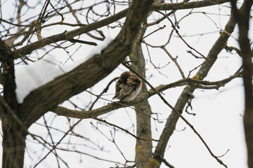 eurasian pygmy owl on tree