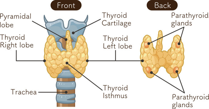 甲状腺、副甲状腺のイラスト Thyroid Gland , Parathyroid glands illustration