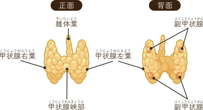 甲状腺、副甲状腺のイラスト Thyroid Gland , Parathyroid glands illustration