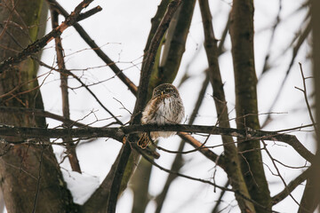 eurasian pygmy owl on tree