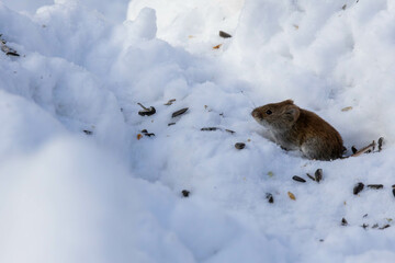 mouse in the snow