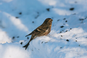 redpoll on snow
