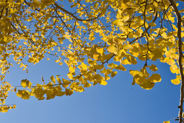 青空とイチョウ
