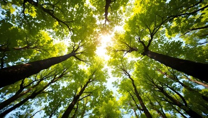 Lush Green Canopy Sunlight Dappled Forest Trees