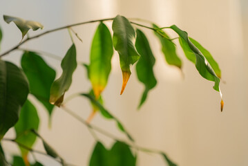 Ficus benjamina leaves turning yellow and brown, signaling potential overwatering or root rot,...